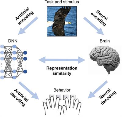 DNNBrain: A Unifying Toolbox for Mapping Deep Neural Networks and Brains